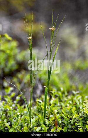 Oakforest woodrush (Luzula luzuloides. Luzula albida), in bud, Austria, Kaernten, Nockberge National Park Stock Photo