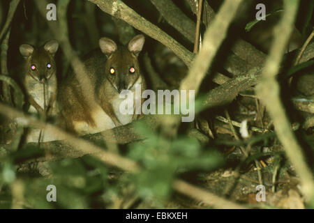 red-legged pademelon (Thylogale stigmatica), sitting together in the shrub Stock Photo