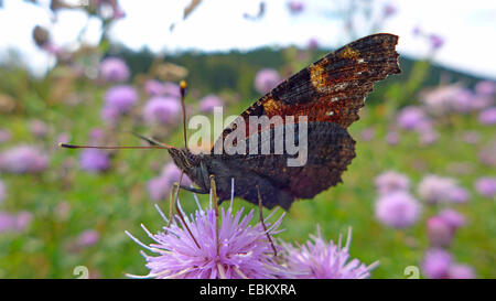 peacock moth, peacock (Inachis io, Nymphalis io), sitting on a thistle, Germany Stock Photo