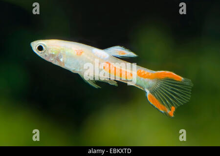 Endler's guppy, Endler's livebearer, Dovermolly (Poecilia wingei), breed gold, male Stock Photo