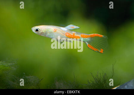 Endler's guppy, Endler's livebearer, Dovermolly (Poecilia wingei), breed gold, male Stock Photo