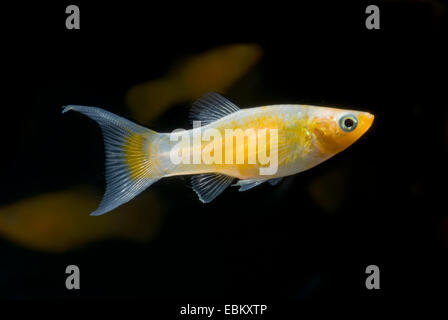 Mexican Molly, Marbled molly, Liberty Molly (Poecilia sphenops, Mollienesia sphenops), breed Lyratail Golddust; partly albinism Stock Photo