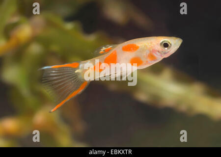 Endler's guppy, Endler's livebearer, Dovermolly (Poecilia wingei), breed gold Stock Photo