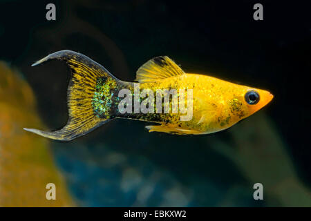 Mexican Molly, Marbled molly, Liberty Molly (Poecilia sphenops ...