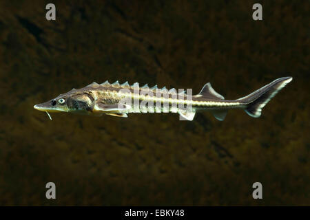 Russian sturgeon (Acipenser gueldenstaedtii, Acipenser gueldenstaedti), swimming Stock Photo