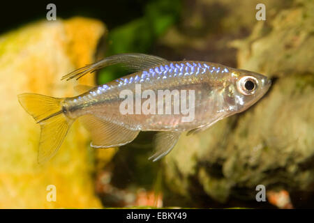 Yellow Congo Tetra, Yellow-tailed Congo Tetra (Hemigrammopetersius ...