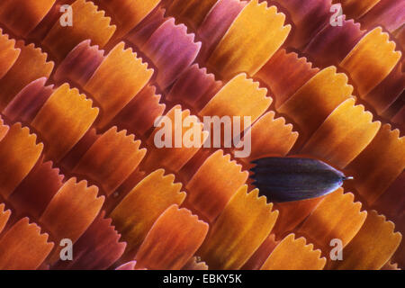 scales on the wing of a butterfly Stock Photo