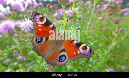 peacock moth, peacock (Inachis io, Nymphalis io), sitting on a thistle, Germany Stock Photo