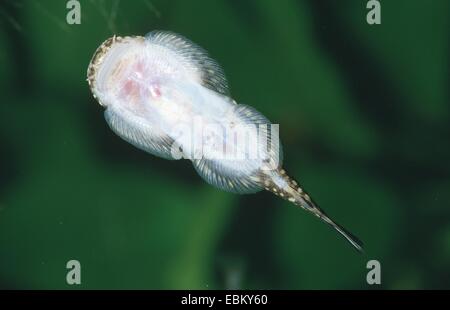 Spotted hillstream loach (Gastromyzon punctulatus) Stock Photo