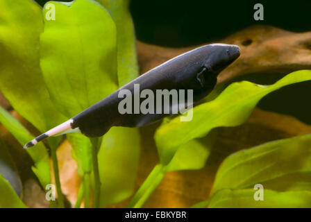 Black Ghost; Nagpie Knifefish (Apteronotus albifrons), swimming Stock Photo