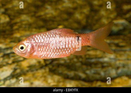 Rosy barb (Barbus conchonius, Puntius conchonius), swimming Stock Photo
