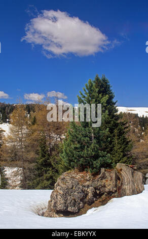pine in snow landscape below Platt and Langkofel, Italy, South Tyrol, Dolomiten Stock Photo