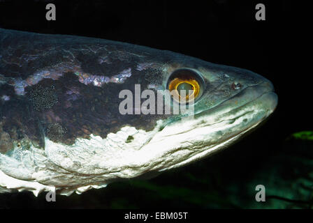 Spotted Snakehead (Channa argus argus), portrait Stock Photo