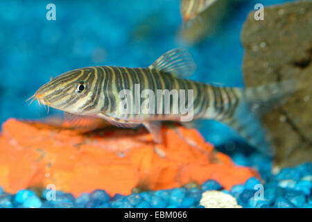 Banded loach (Botia striata), in aquarium Stock Photo