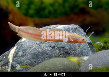 Walking catfish, Broadmouth catfish (Clarias batrachus), swimming Stock Photo
