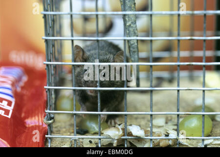 house mouse (Mus musculus), sitting in a live catch trap Stock Photo