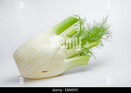 florence fennel (Foeniculum vulgare var. azoricum), corm Stock Photo