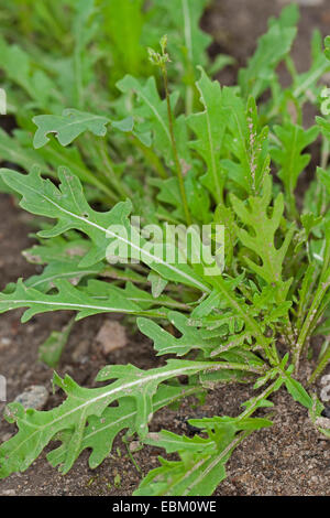 wall rocket, perennial wall-rocket, slime-leaf wallrocket (Diplotaxis tenuifolia), rucola Stock Photo