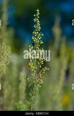 Roman wormwood (Artemisia pontica), blooming Stock Photo