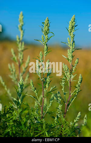 common mugwort, common wormwood (Artemisia vulgaris), inflorescences, Germany Stock Photo