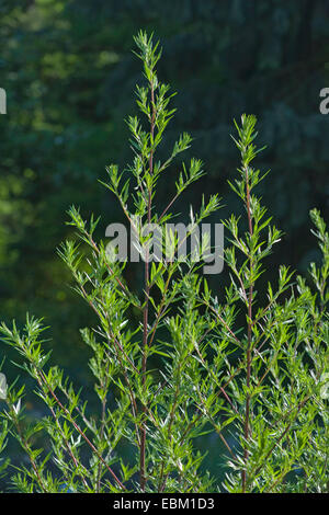 common mugwort, common wormwood (Artemisia vulgaris), Germany Stock Photo