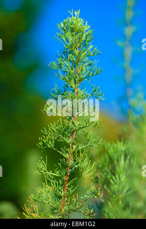 southern wormwood, southernwood (Artemisia abrotanum) Stock Photo