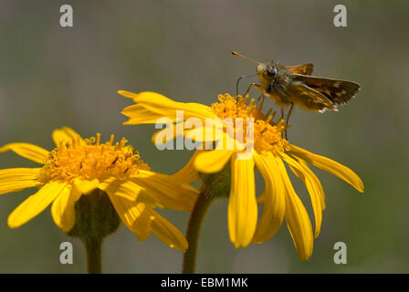 European arnica (Arnica montana), blooming with skipper, Switzerland Stock Photo