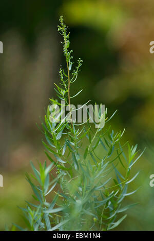 dragon sagewort, tarragon, estragole, esdragol, esdragon (Artemisia dracunculus), blooming Stock Photo