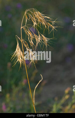 downy chess, drooping brome, cheat grass (Bromus tectorum), inflorescence, Germany Stock Photo