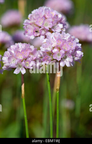 Thrift (Armeria arenaria), blooming, Germany Stock Photo