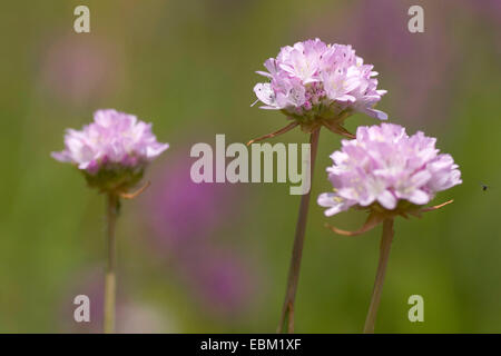 Thrift (Armeria arenaria), blooming, Germany Stock Photo