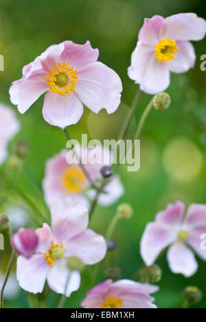 Japanese anemone, Japanese Windflower (Anemone japonica, Anemone hupehensis var. japonica), flowers Stock Photo