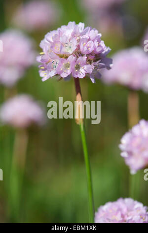 Thrift (Armeria arenaria), blooming, Germany Stock Photo