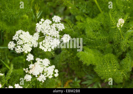 Baldmoney, Spignel, Bearwort (Meum athamanticum), blooming, Germany