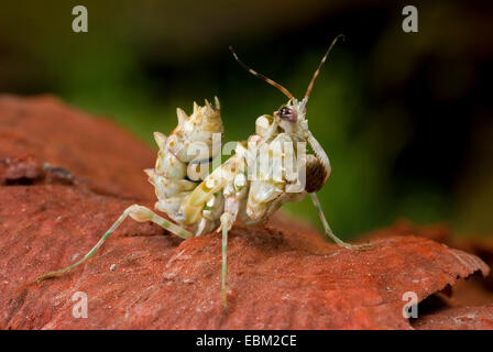 Ocellated Spiny Flower Mantis (Pseudocreobotra ocellata), on a stone