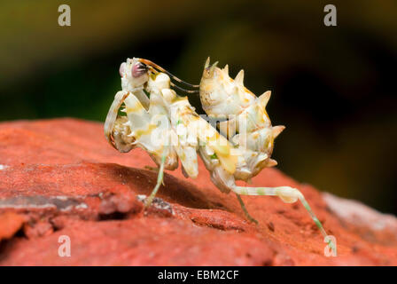 Ocellated Spiny Flower Mantis (Pseudocreobotra ocellata), on a stone