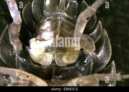 common rough woodlouse, garden woodlouse, slater, scabby sow bug (Porcellio scaber), tracheas, back from below, Germany Stock Photo