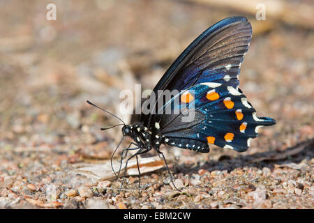 Spicebush Swallowtail  (Papilio troilus), male sitting on the ground, USA, Arizona Stock Photo
