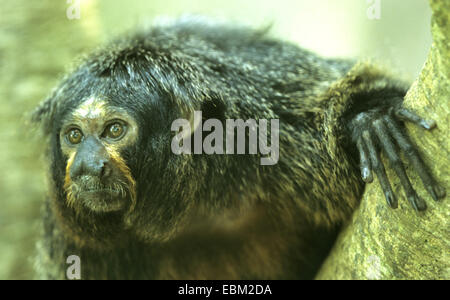 monk saki (Pithecia monachus), sitting on a tree Stock Photo