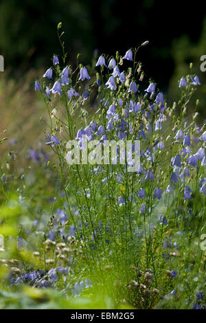 lady's-thimble, scotch bluebell, harebell (Campanula rotundifolia), blooming, Germany Stock Photo