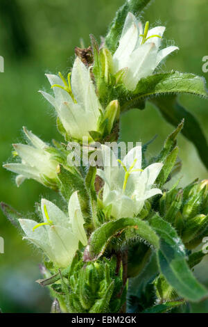 Yellow bellflower (Campanula thyrsoides subsp. carniolica, Campanula carniolica), flowers, Switzerland Stock Photo