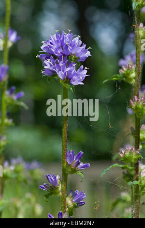 Bristly bellflower (Campanula cervicaria), blooming, Germany Stock Photo