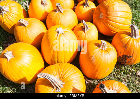 Halloween season, several pumpkins on lawn, for sale. Stock Photo
