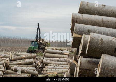 Cutting of poplars, crane log and woodpiles ,tree Stock Photo