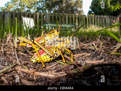 A Pair of Eastern Lubber Grasshoppers Stock Photo - Alamy