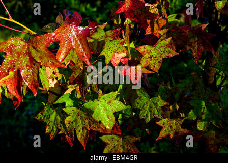 Fall leaves trees of green and red, near the Patoka River National Wildlife Refuge (NWR), Indiana, USA. Stock Photo