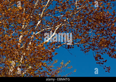 Sycamore tree limbs against a blue sky on an autumn day. Stock Photo