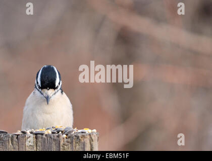A female downy woodpecker perched on a post looking at bird seed. Stock Photo
