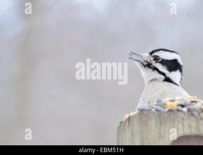 A female downy woodpecker perched on a post eating bird seed. Stock Photo