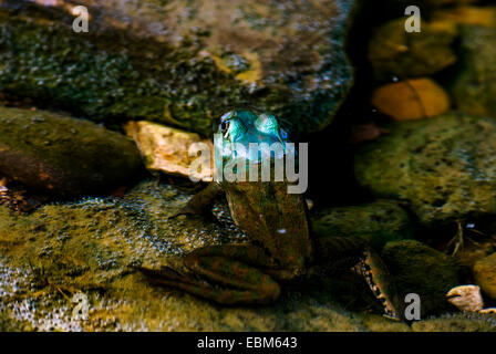 Rocks and stones surround a frog with it's head out of the water in a small stream. Stock Photo